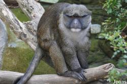 Allenopithecus nigroviridis