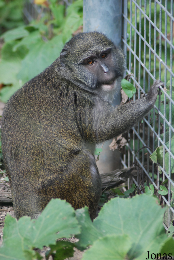 Parc Zoologique et Botanique de Mulhouse