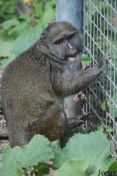 Parc Zoologique et Botanique de Mulhouse