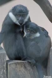 Parc Zoologique et Botanique de Mulhouse