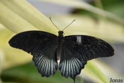 Papilio lowi