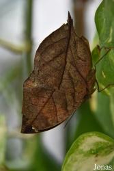 Kallima inachus