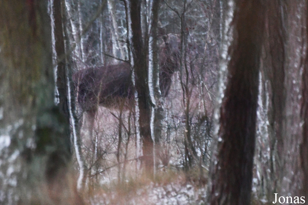 Curonian Spit National Park