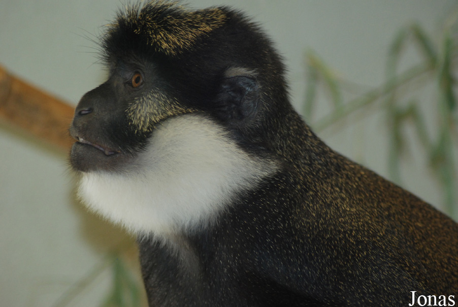 Parc Zoologique et Botanique de Mulhouse