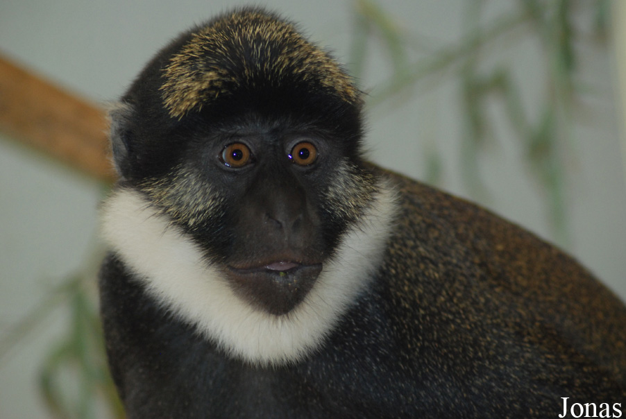Parc Zoologique et Botanique de Mulhouse