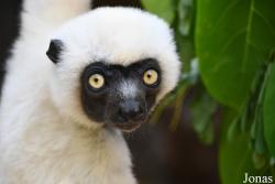 Propithecus deckenii