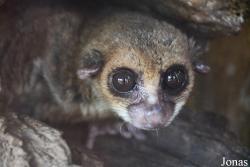 Cheirogaleus grovesi