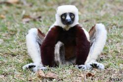 Propithecus coquereli