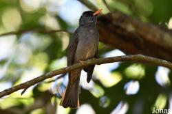 Hypsipetes madagascariensis madagascariensis