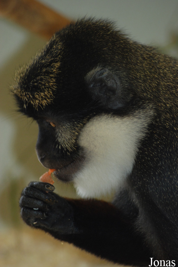 Parc Zoologique et Botanique de Mulhouse