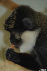 Parc Zoologique et Botanique de Mulhouse