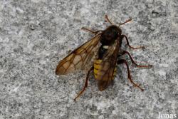 Vespa crabro