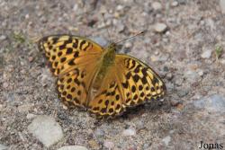 Issoria lathonia