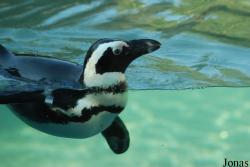 Parc Zoologique et Botanique de Mulhouse
