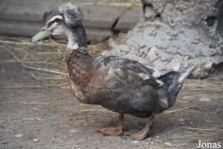 Ivanausko Zoo