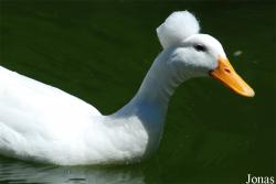 Canard huppé