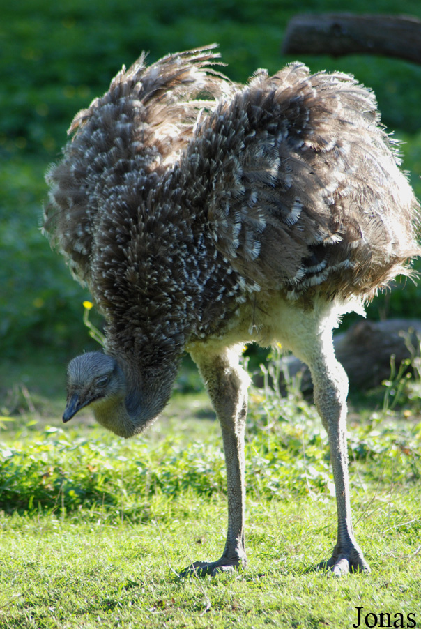 Parc Zoologique et Botanique de Mulhouse