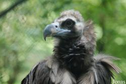 Parc Zoologique et Botanique de Mulhouse