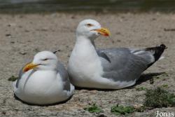 Larus argentatus argenteus
