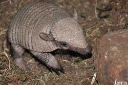 Chaetophractus villosus