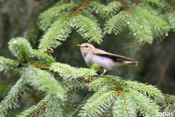 Phylloscopus sibilatrix