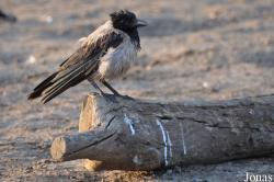 Corvus cornix pallescens