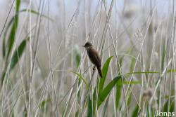 Acrocephalus scirpaceus scirpaceus