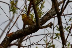 Emberiza citrinella citrinella