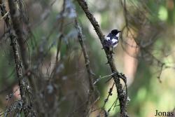 Ficedula hypoleuca hypoleuca