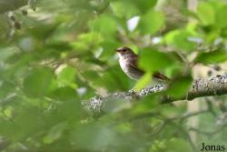 Luscinia luscinia