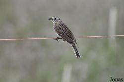 Anthus pratensis pratensis