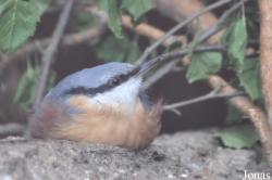 Sitta europaea