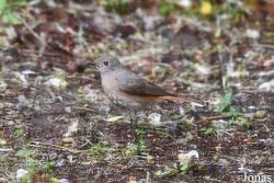 Phoenicurus ochruros gibraltariensis