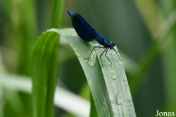 Calopterygidae