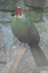 Parc Zoologique et Botanique de Mulhouse