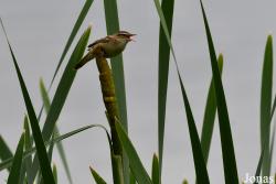 Acrocephalus schoenobaenus