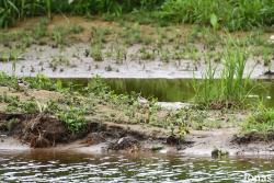 Charadrius dubius curonicus