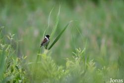Emberiza schoeniclus schoeniclus