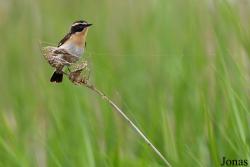 Saxicola rubetra