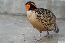 Tragopan caboti