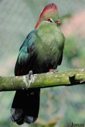 Parc Zoologique et Botanique de Mulhouse