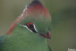 Tauraco fischeri