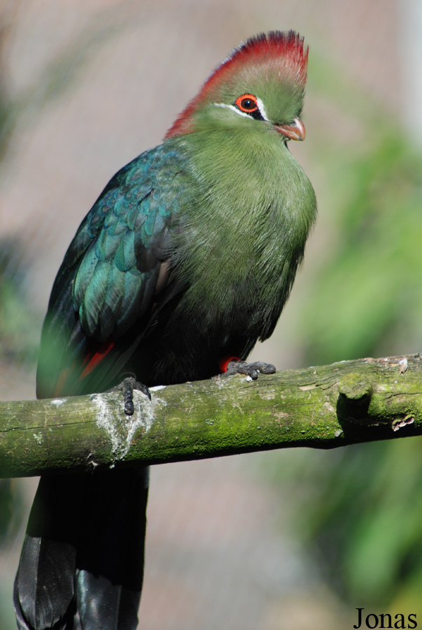 Parc Zoologique et Botanique de Mulhouse