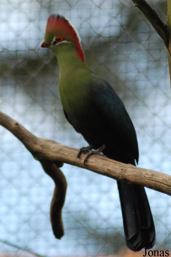 Parc Zoologique et Botanique de Mulhouse