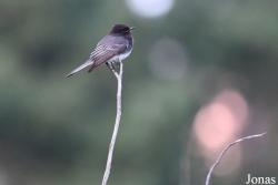 Sayornis nigricans semiater