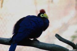 Parc Zoologique et Botanique de Mulhouse