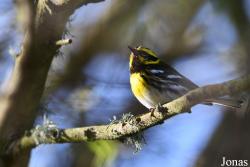 Setophaga townsendi