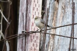 Psaltriparus minimus