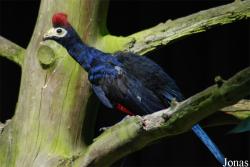 Parc Zoologique et Botanique de Mulhouse