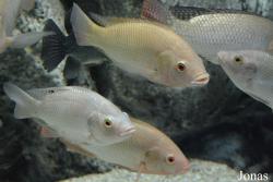 Oreochromis mossambicus